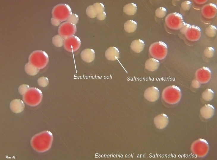 大肠杆菌和沙门氏菌在macconkey琼脂培养基上的菌落形态
