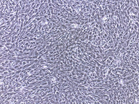 HSC-T6细胞图片