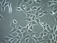 HT22细胞图片