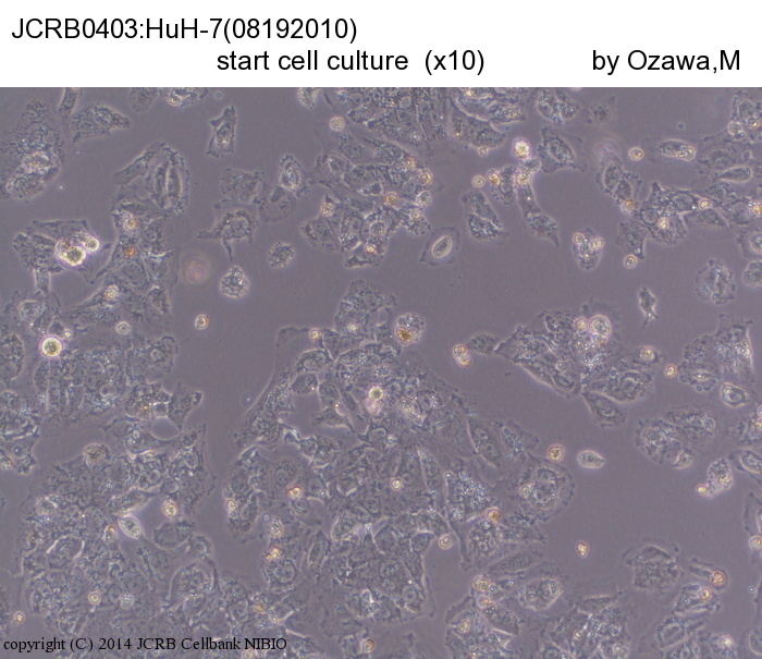 HuH-7细胞图片