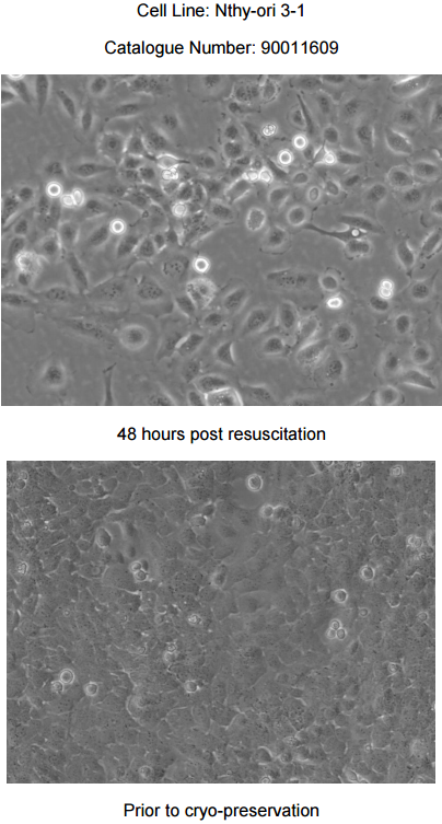 Nthy-ori 3-1细胞图片