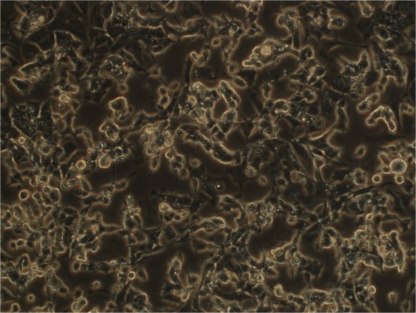 PC-12(低分化)细胞图片