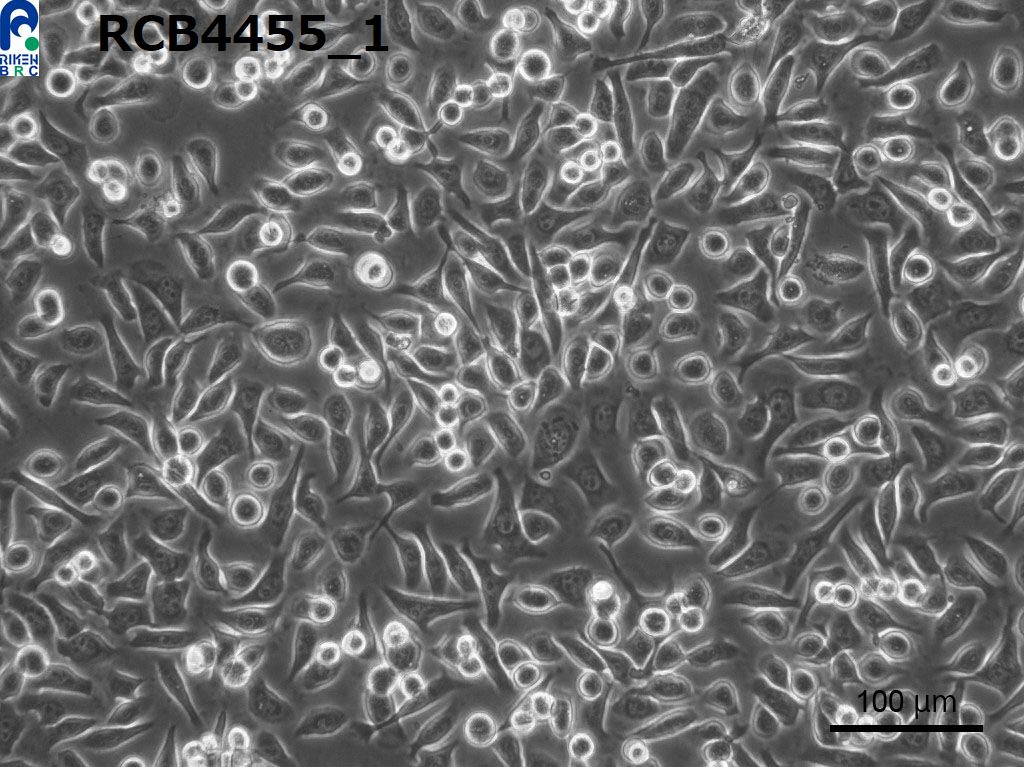 PC-9细胞图片