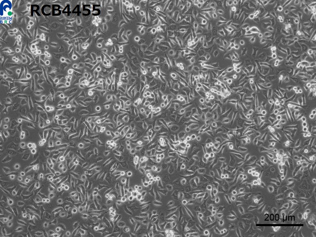 PC-9细胞图片