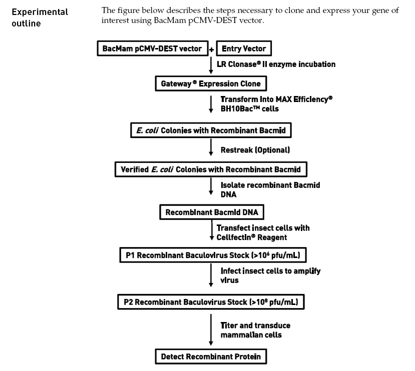 BacMam pCMV-DEST 蛋白表达实验流程