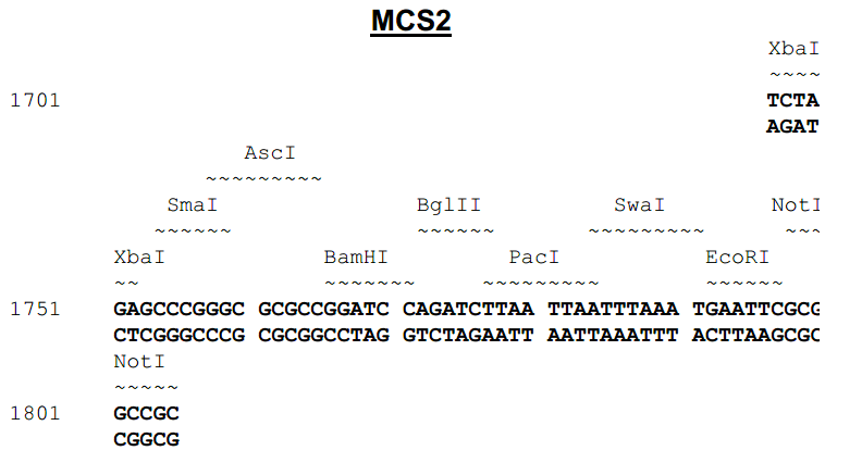 pCDH1-MCS2-EF1-copGFP多克隆位点