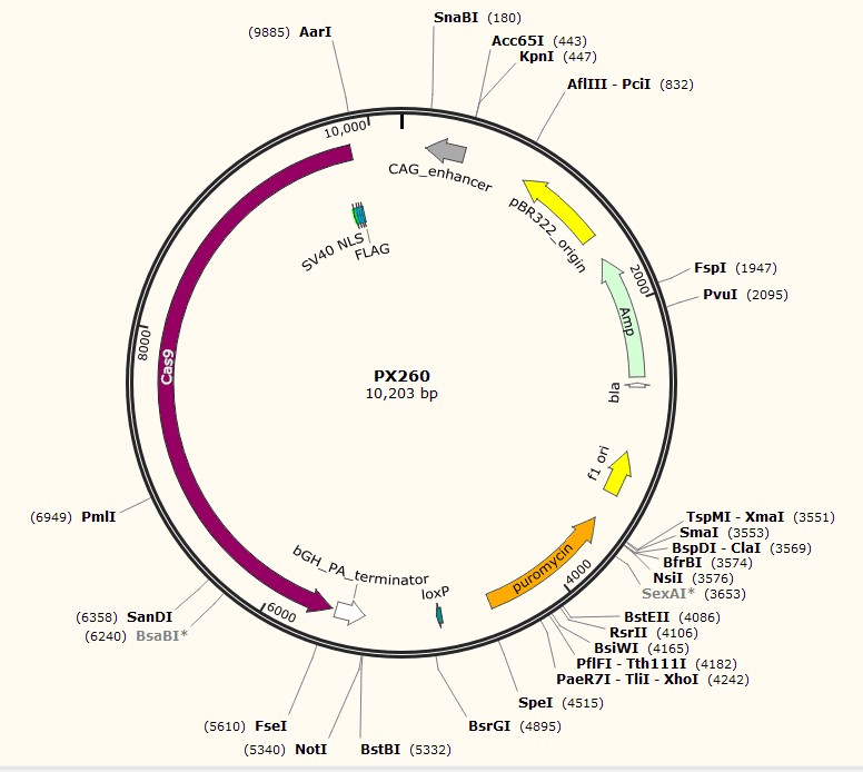 PX260载体图谱