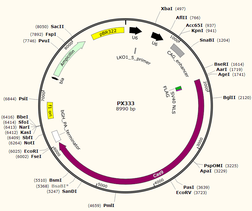 PX333载体图谱