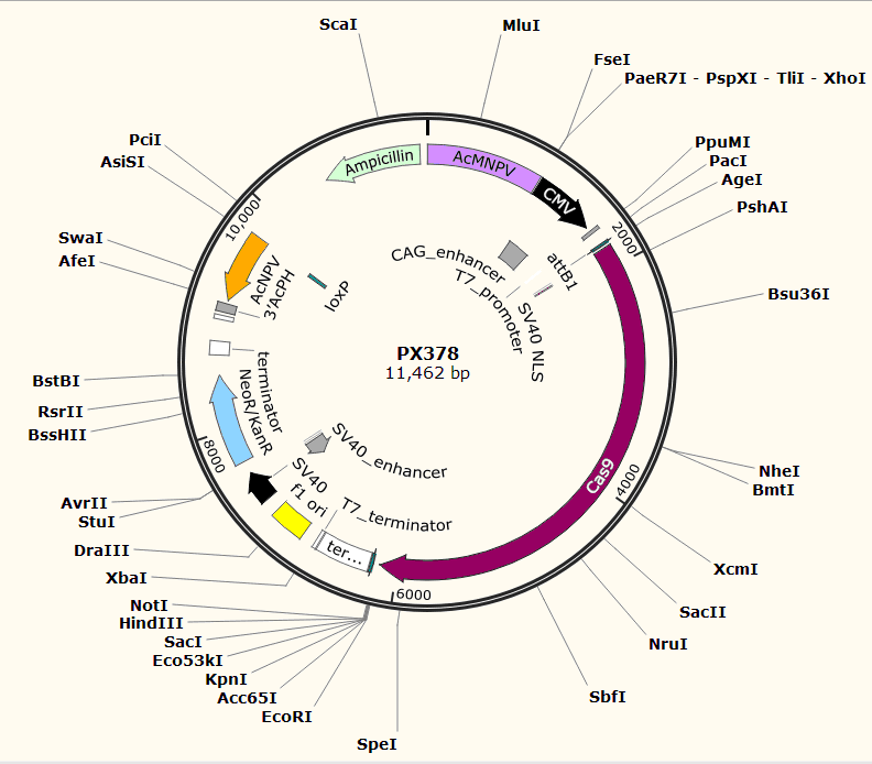 PX378载体图谱