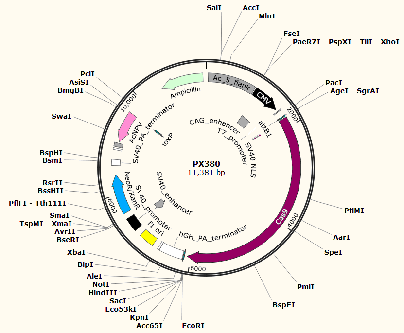 PX380载体图谱