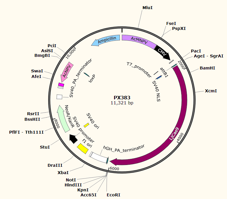 PX383载体图谱