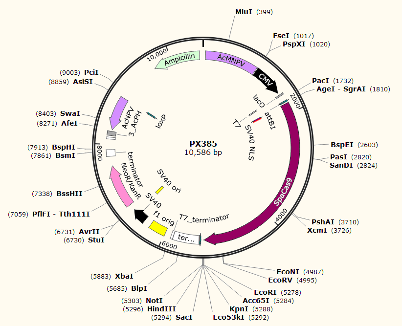 PX385载体图谱