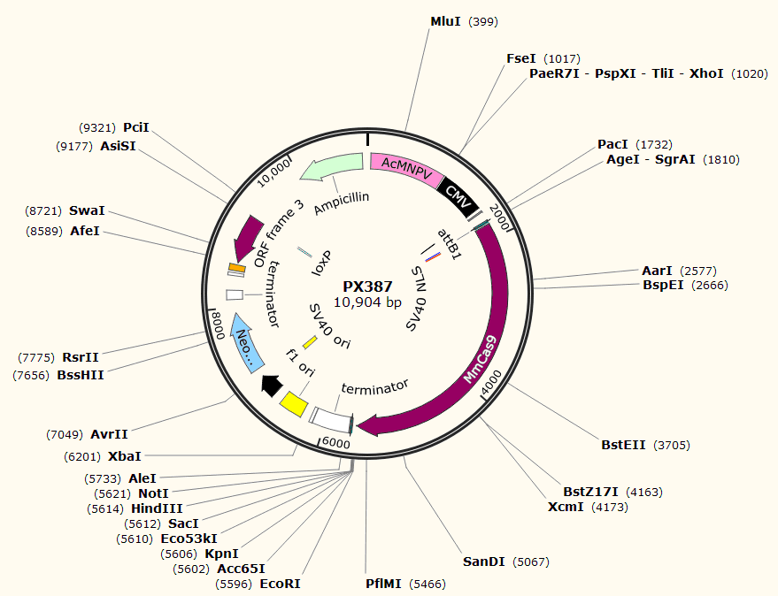 PX387载体图谱