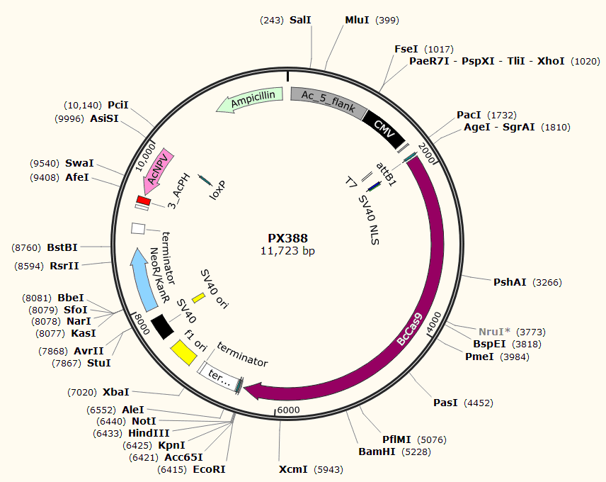 PX388载体图谱