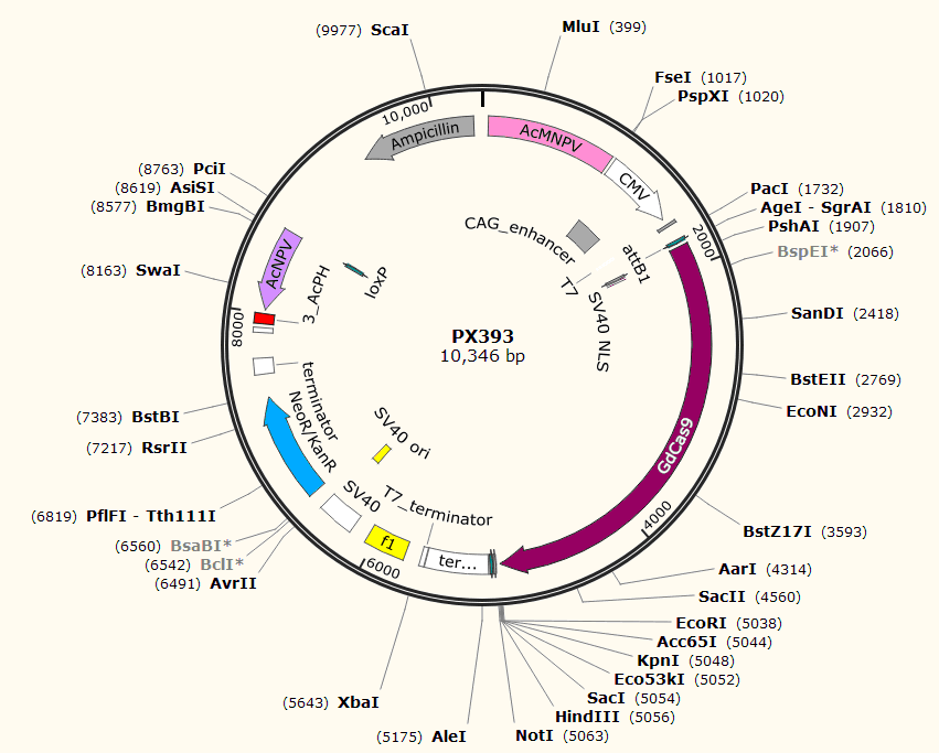 PX393载体图谱