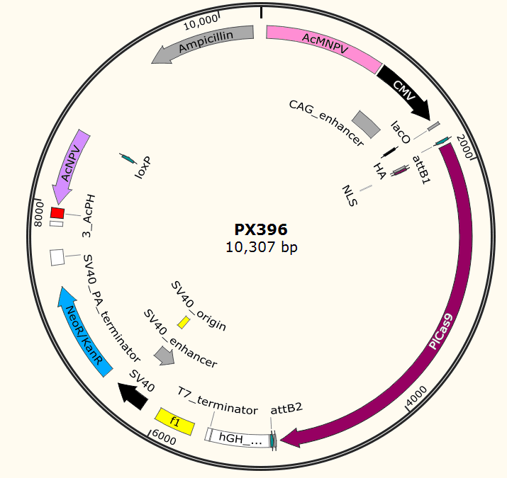 PX396載體圖譜