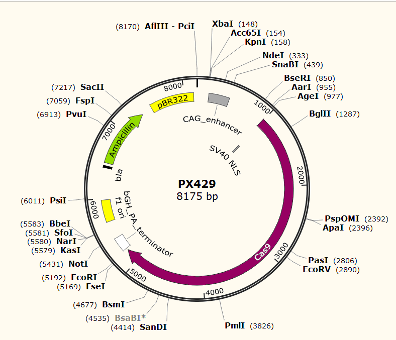 PX429载体图谱