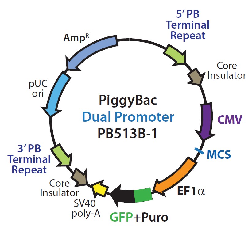 PiggyBac Dual promoter载体图谱