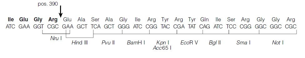 Pin point xa1多克隆位點(diǎn)
