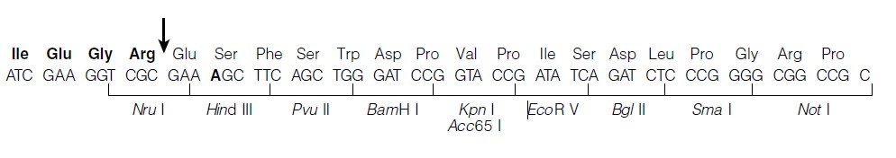 Pin Point xa2多克隆位點(diǎn)