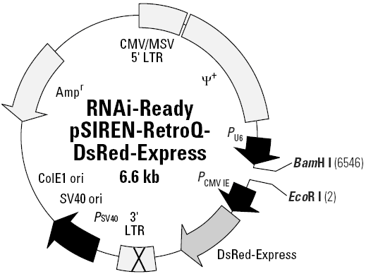 RNAi-Ready pSIREN-RetroQ-DsRed-Express载体图谱