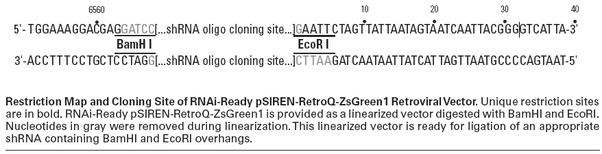 RNAi-Ready pSIREN-RetroQ-ZsGreen1多克隆位点