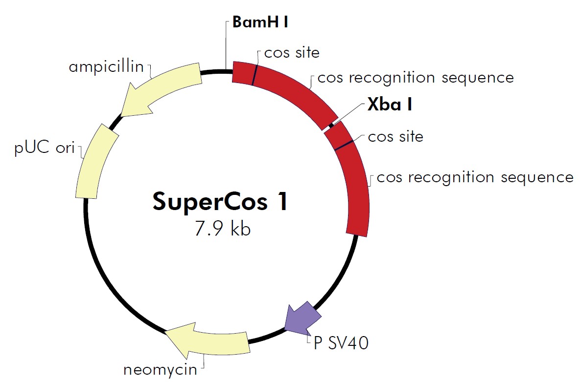 SuperCos1载体图谱