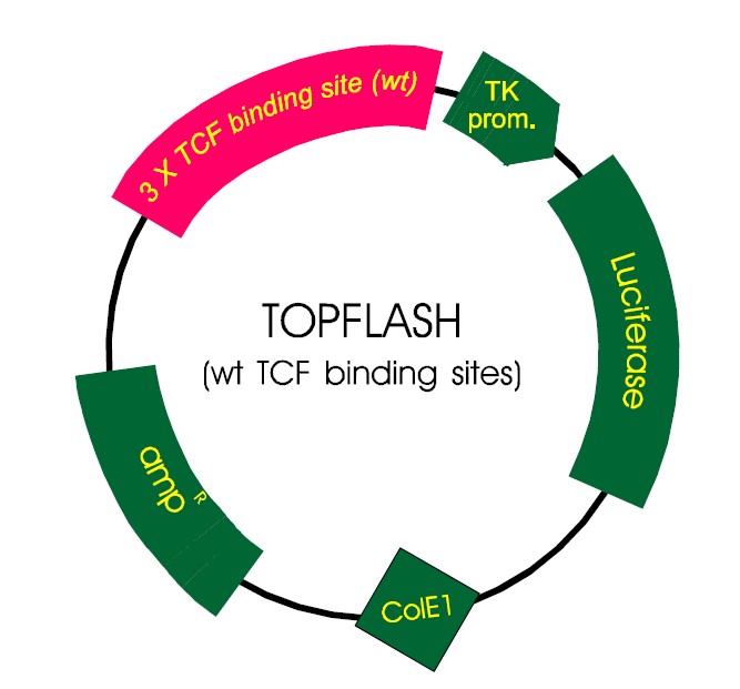 TOPFlash载体图谱