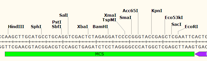 YCplac33 多克隆位点