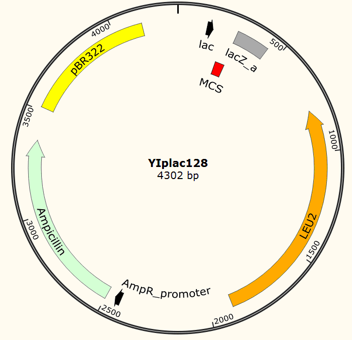 YIplac128载体图谱