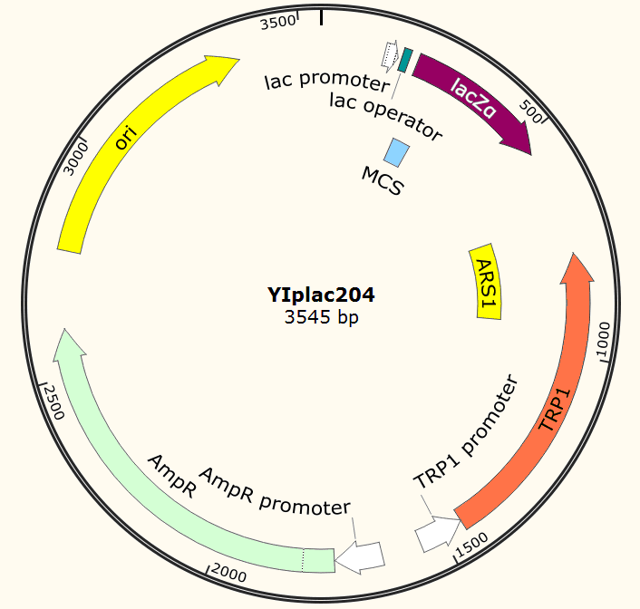 YIplac204載體圖譜