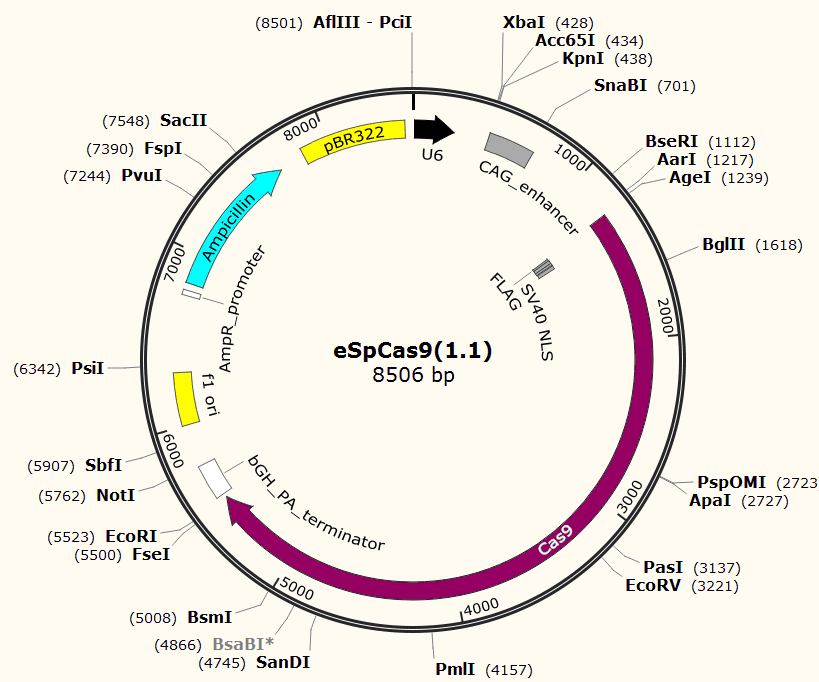 eSpCas9(1.1)载体图谱