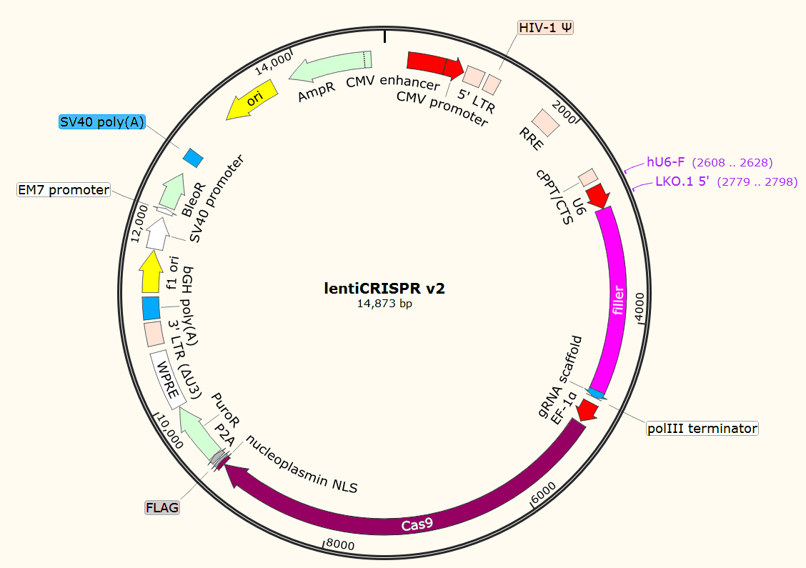 lentiCRISPR v2载体图谱