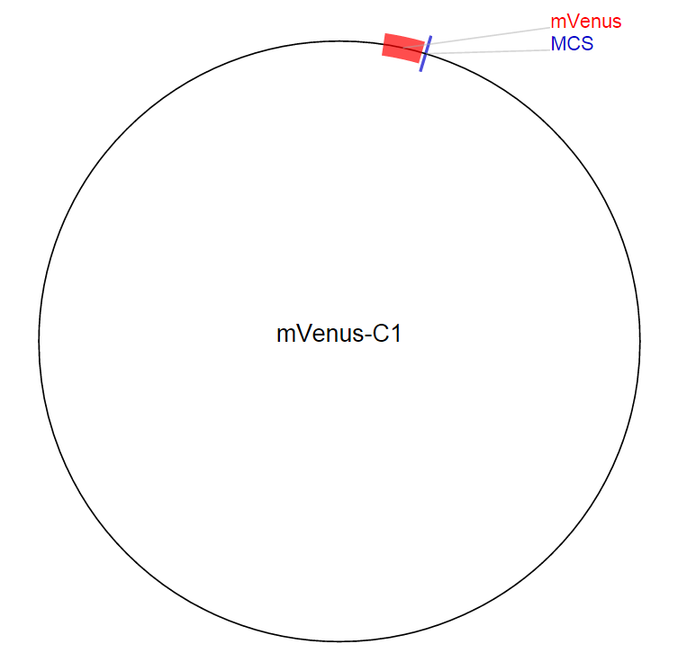 mVenus-C1載體圖譜