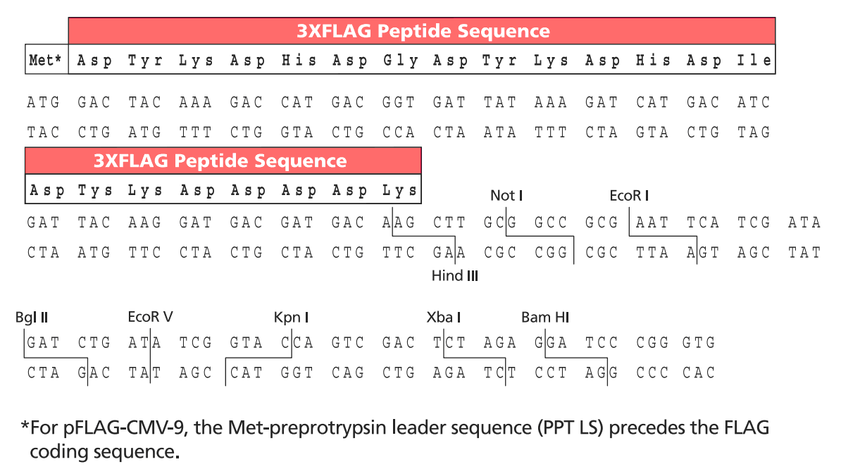 p3XFLAG-CMV-9 ¡λ