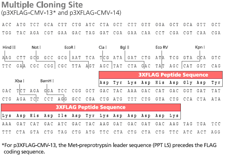 p3xFlag-CMV-14多克隆位点