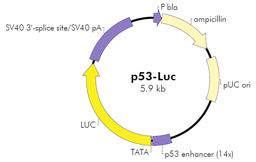 p53-Luc载体图谱