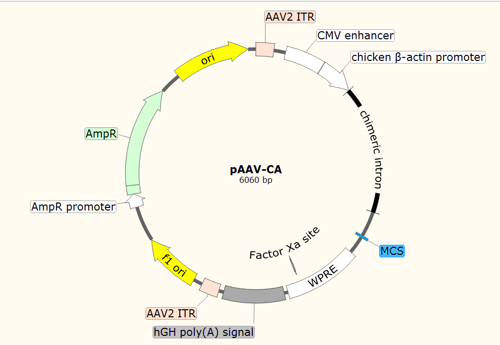 pAAV-CA载体图谱