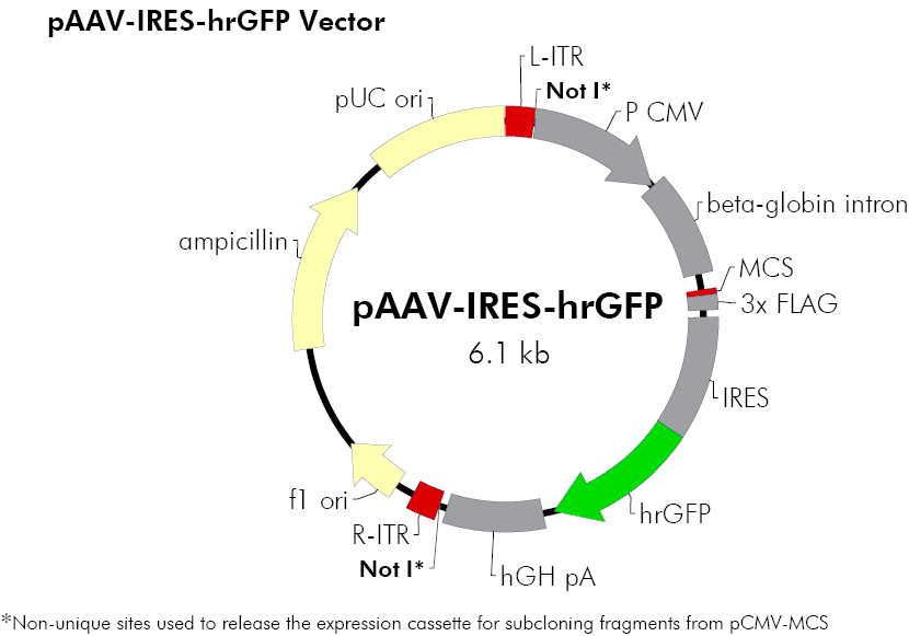 pAAV-IRES-hrGFP載體圖譜