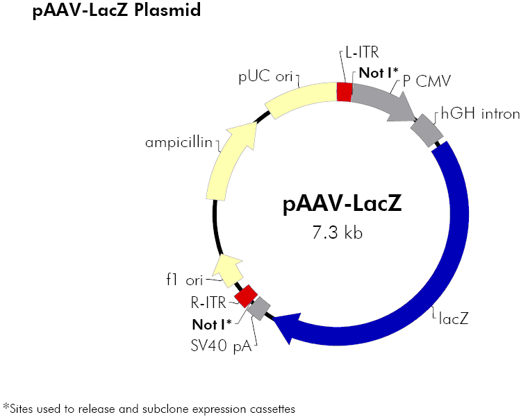 pAAV-LacZ载体图谱