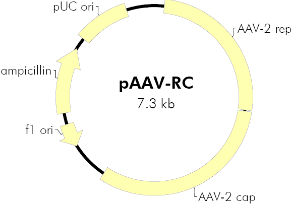 pAAV-RC载体图谱
