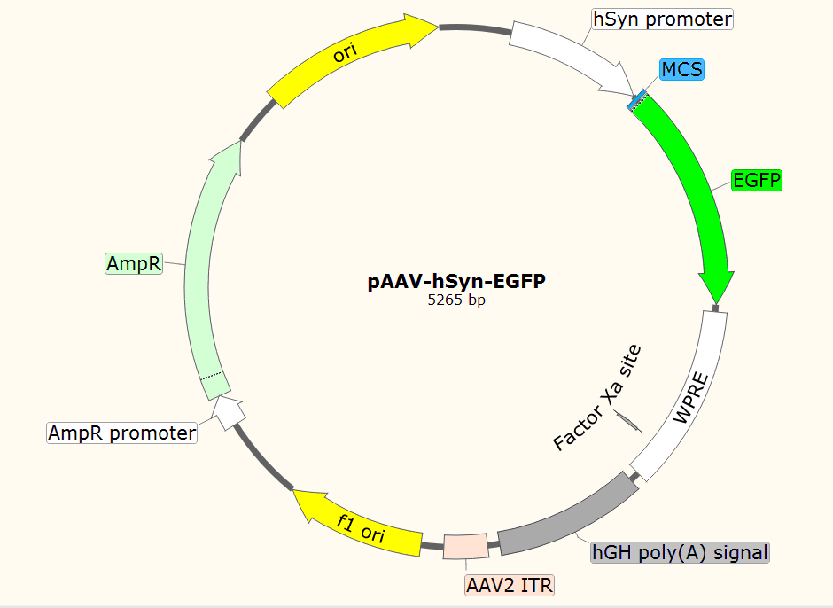 pAAV-hSyn-EGFP载体图谱