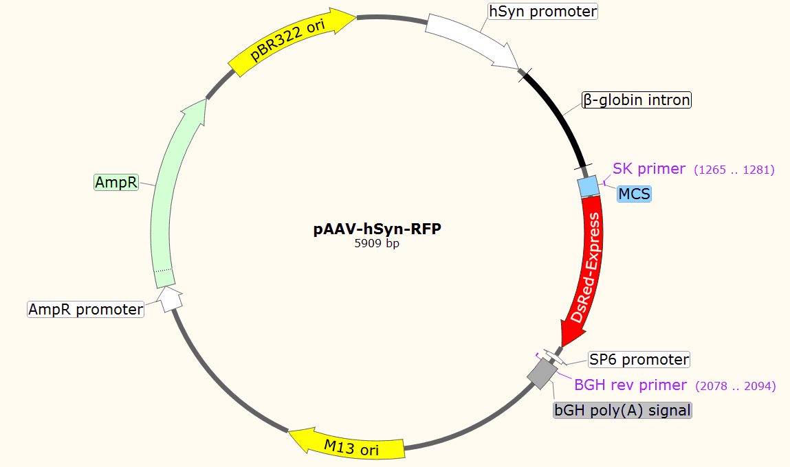 pAAV-hSyn-RFP载体图谱
