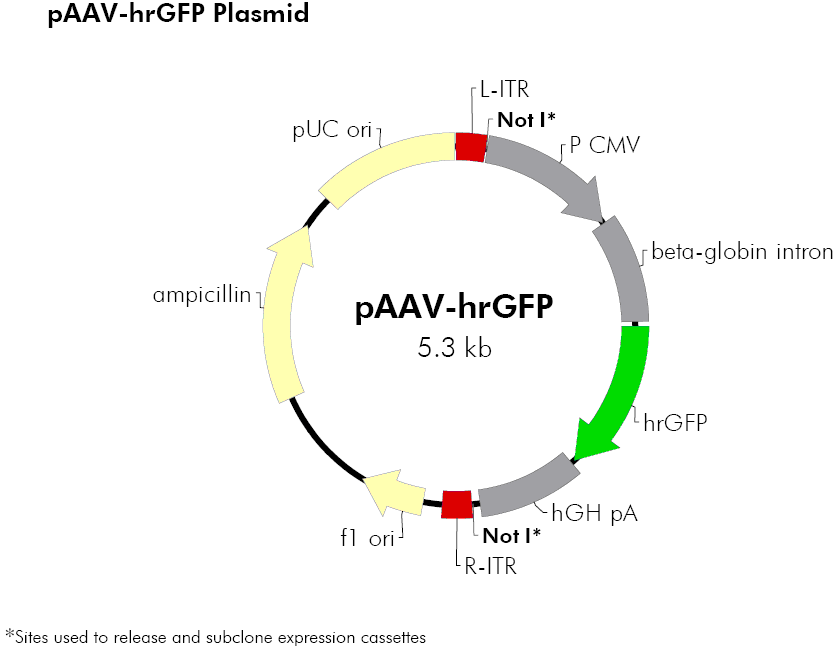 pAAV-hrGFP载体图谱