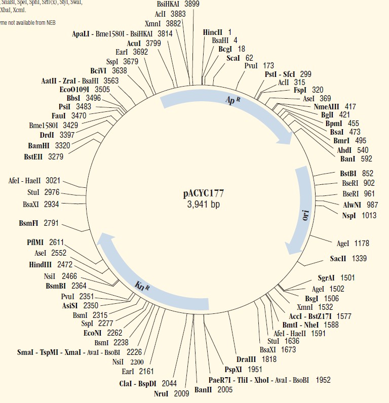 pACYC177载体图谱
