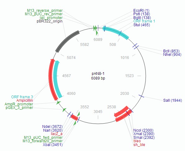pAN8-1载体图谱