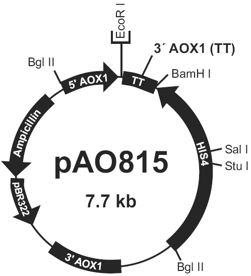 pAO815载体图谱