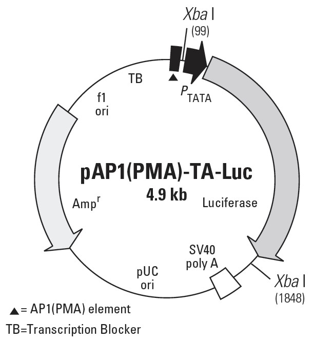 pAP1(PMA)-TA-Luc载体图谱
