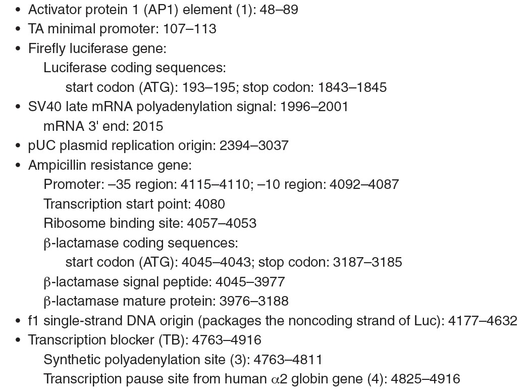 pAP1(PMA)-TA-Luc载体特征