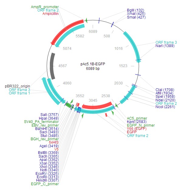 pAc5.1B-EGFP载体图谱